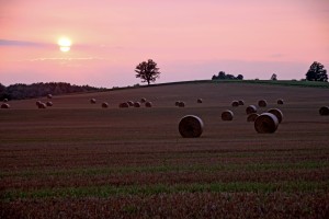 Harvest Sunset
